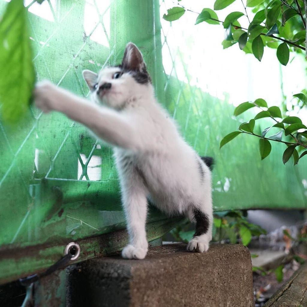 ネコ画像