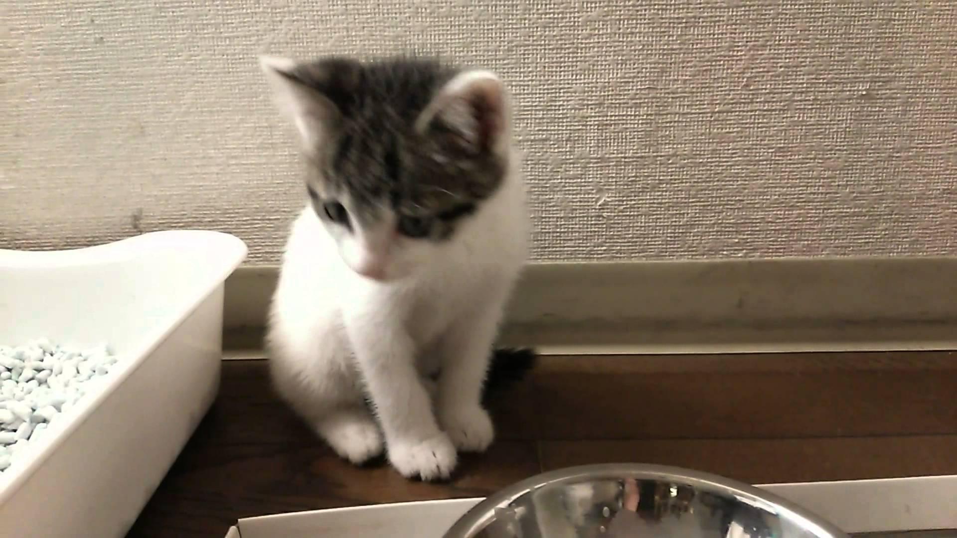 ネコ画像
