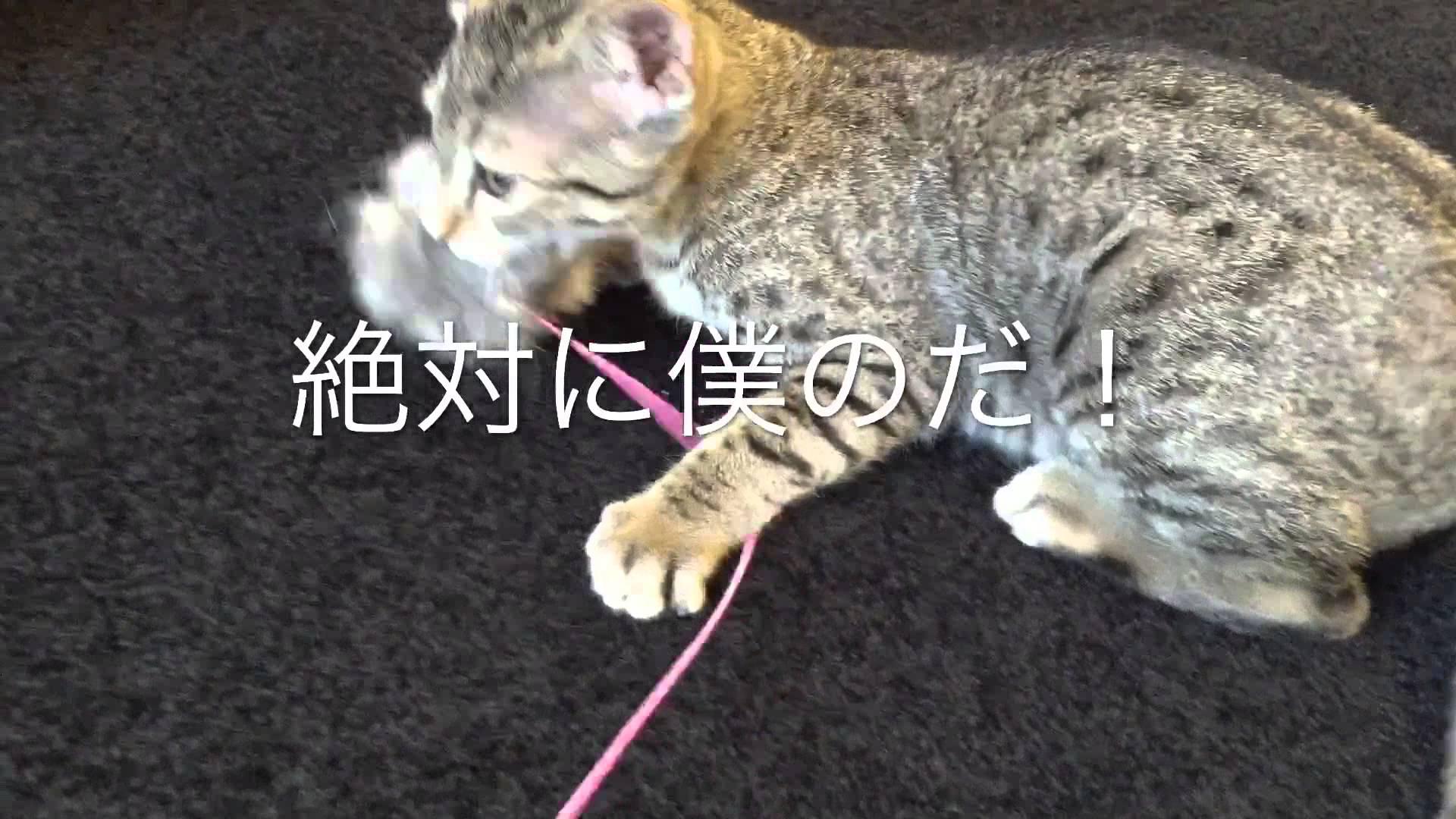 ネコ画像