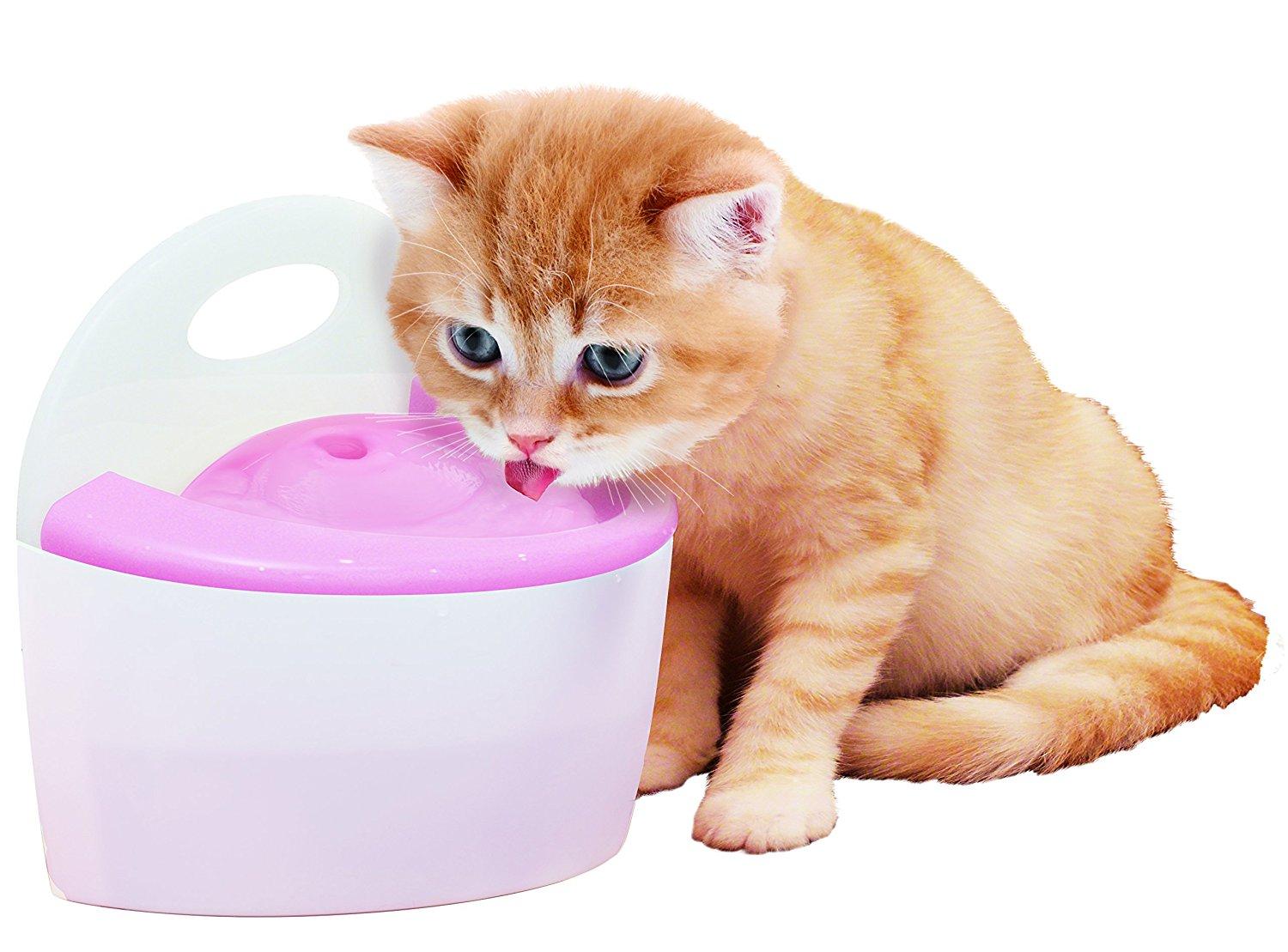 ネコ画像