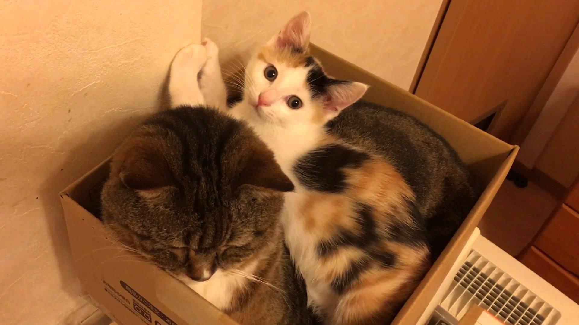 ネコ画像