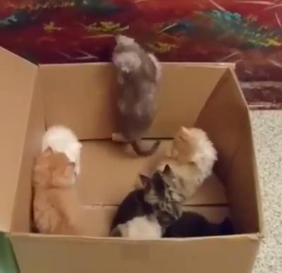 ネコ画像