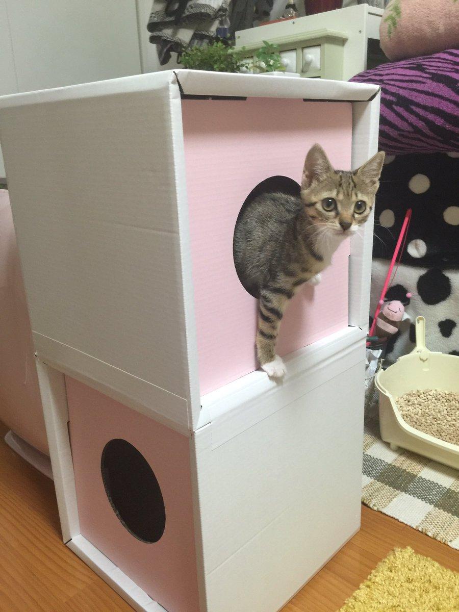 ネコ画像