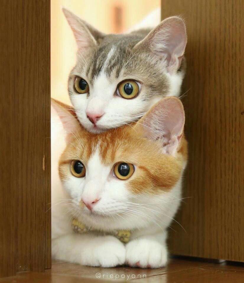 ネコ画像