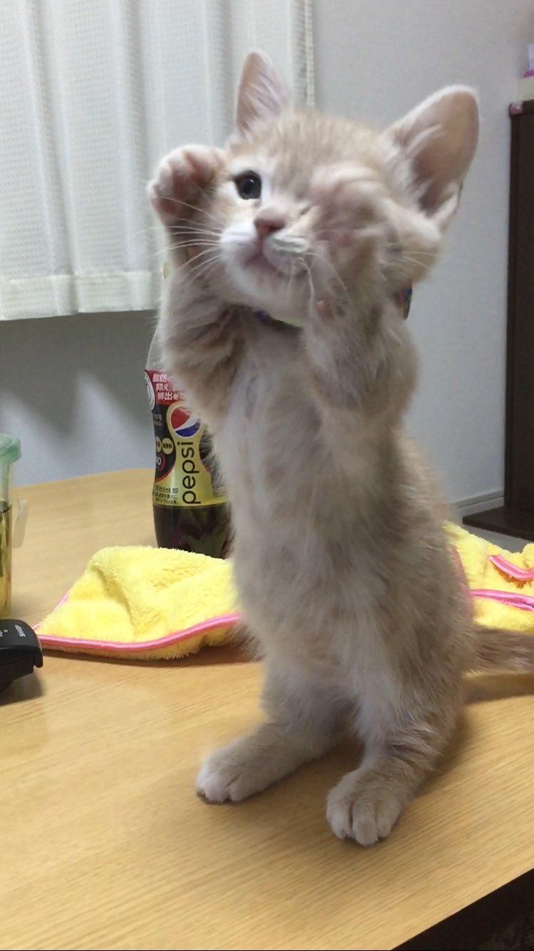 ネコ画像