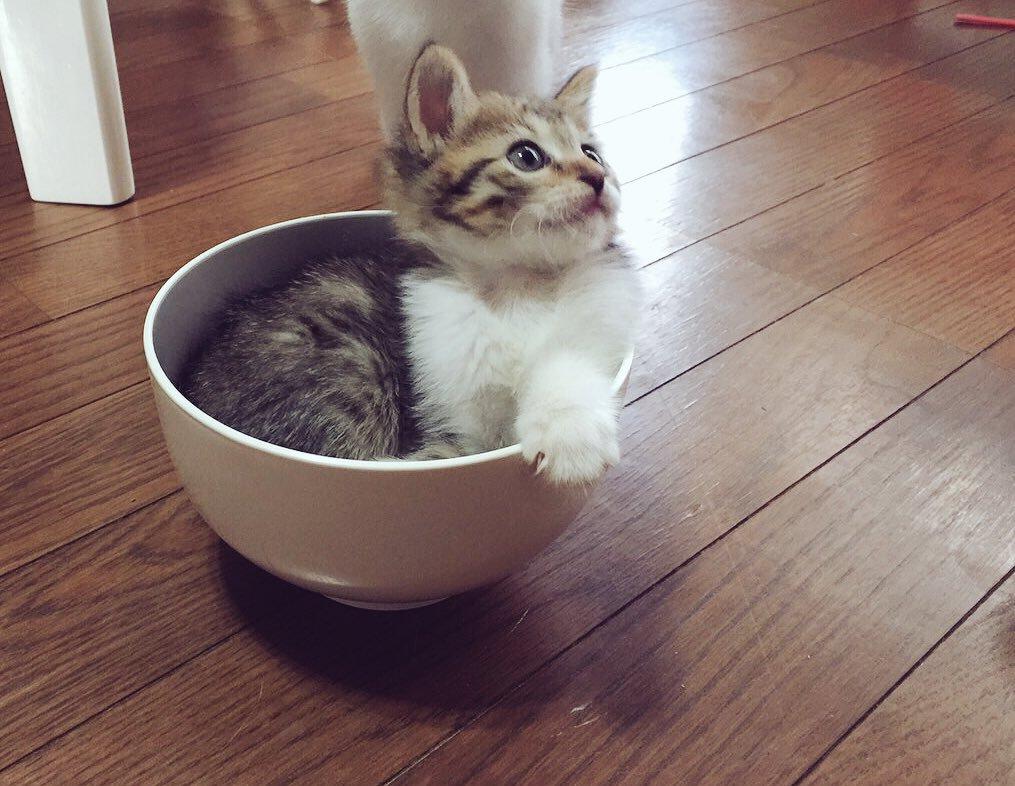 ネコ画像
