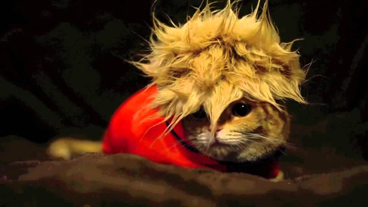 ネコ画像