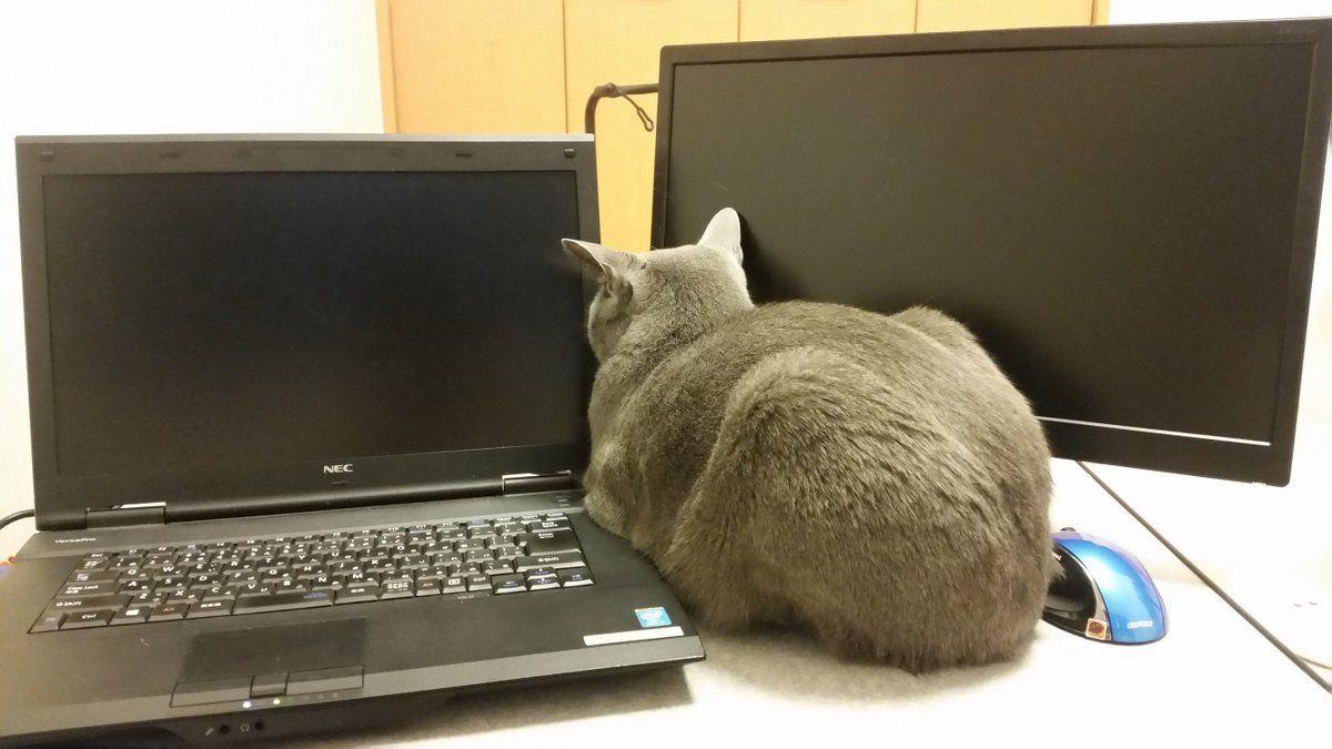 ネコ画像