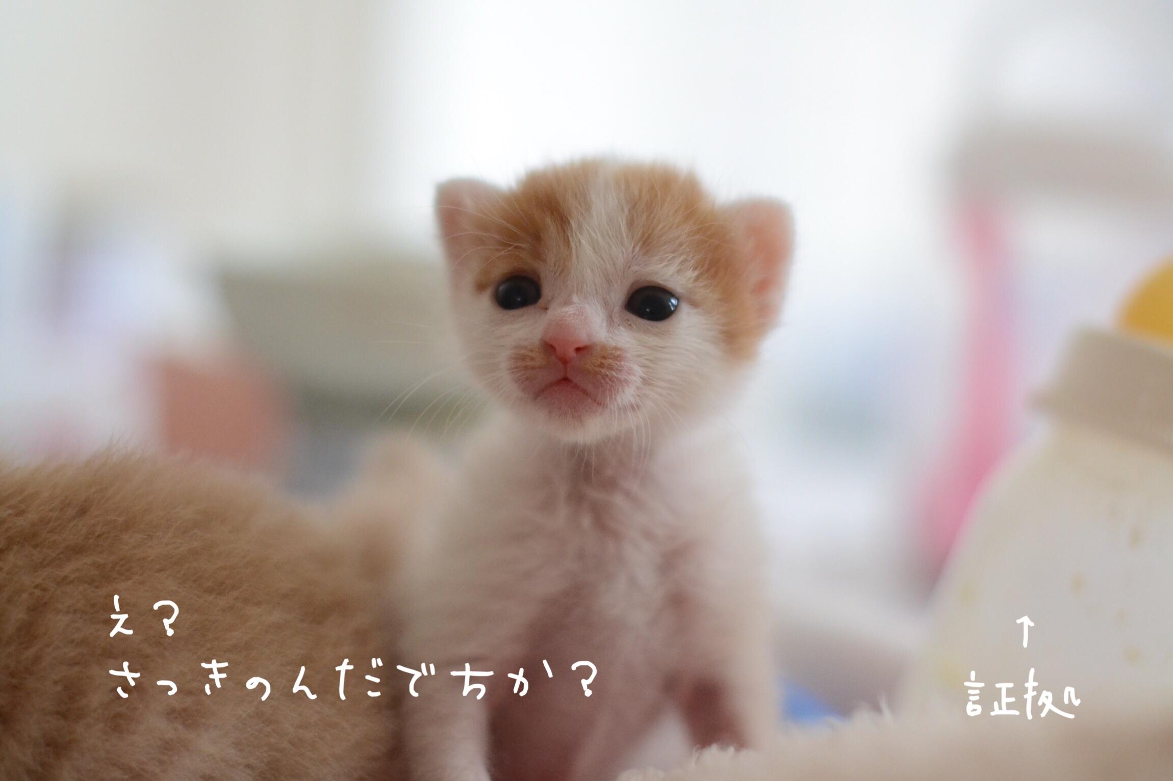ネコ画像