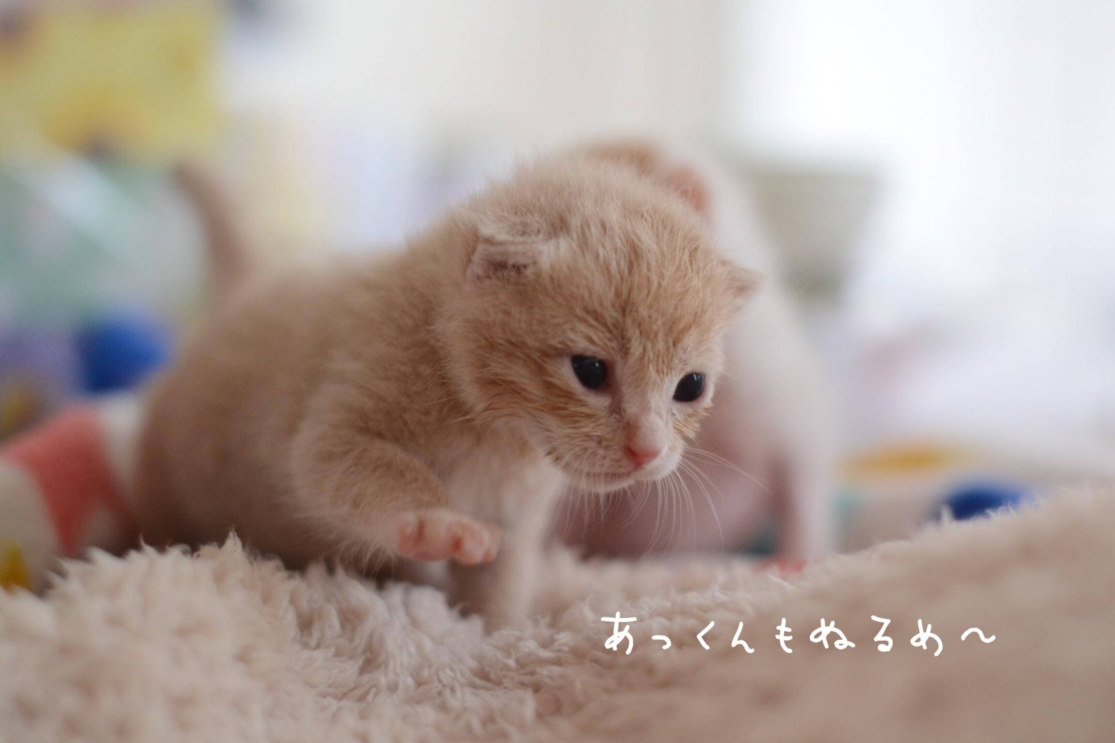 ネコ画像