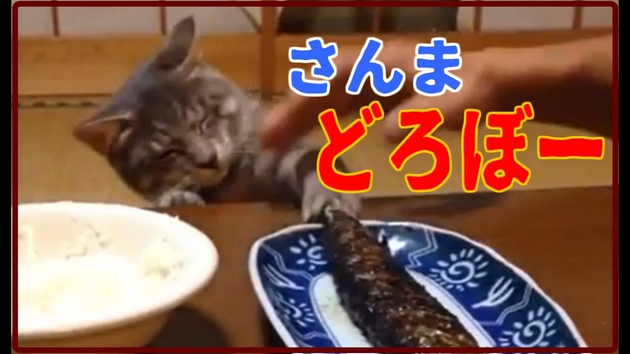 ネコ画像