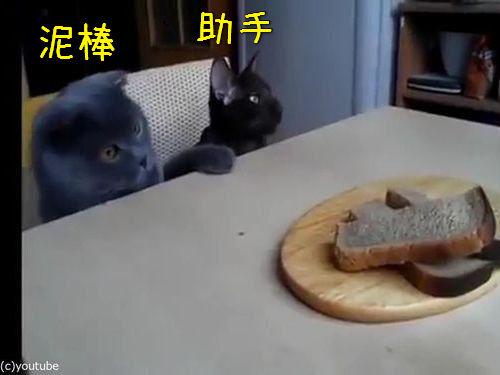 ネコ画像