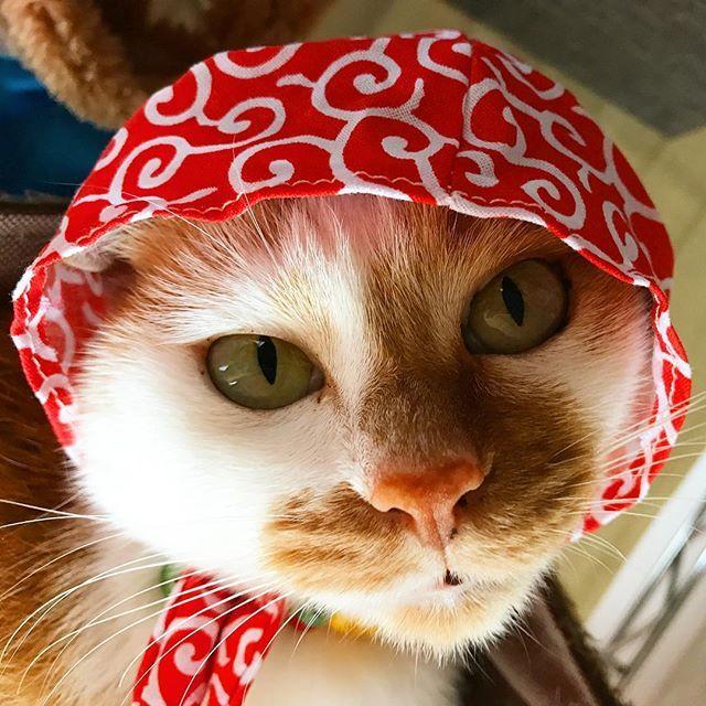 ネコ画像