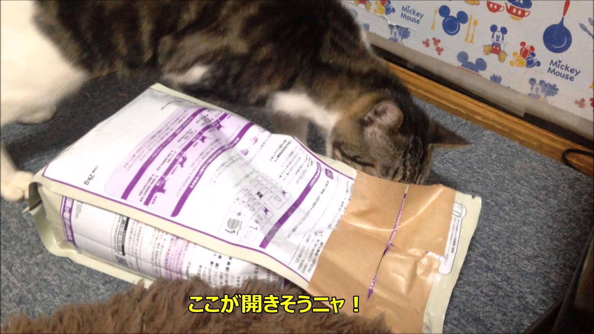 ネコ画像