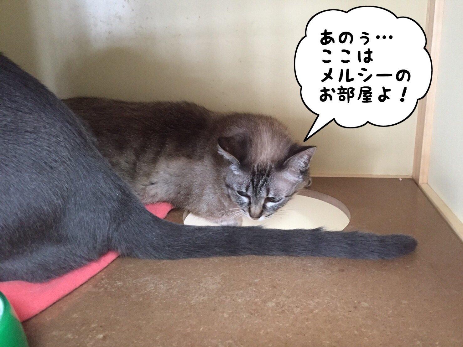 ネコ画像