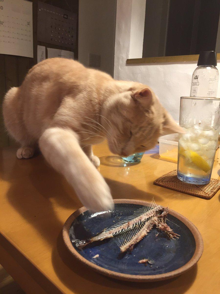 ネコ画像
