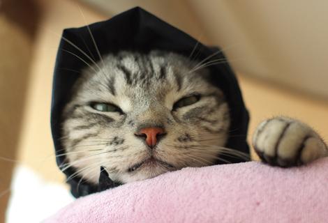 ネコ画像