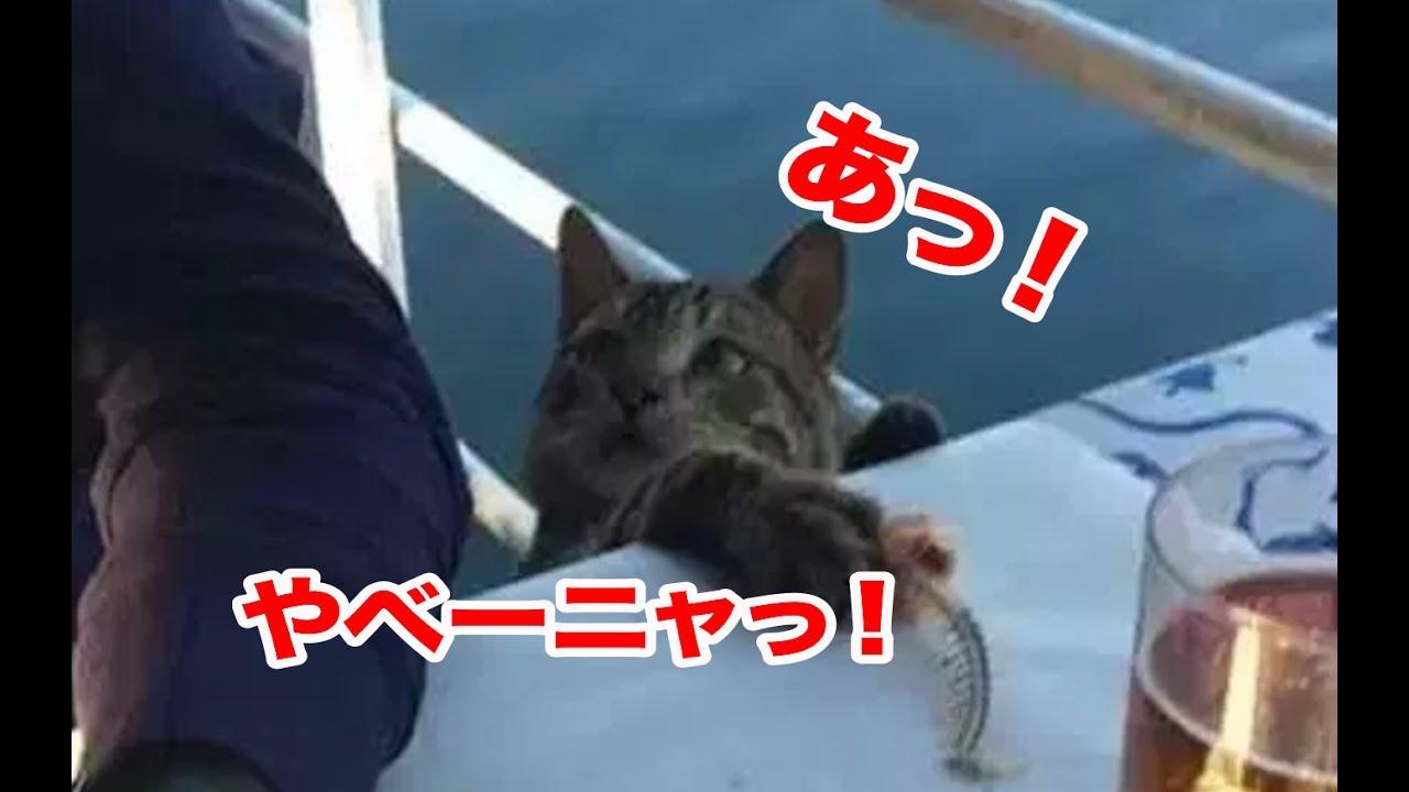 ネコ画像