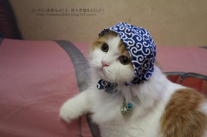ネコ画像
