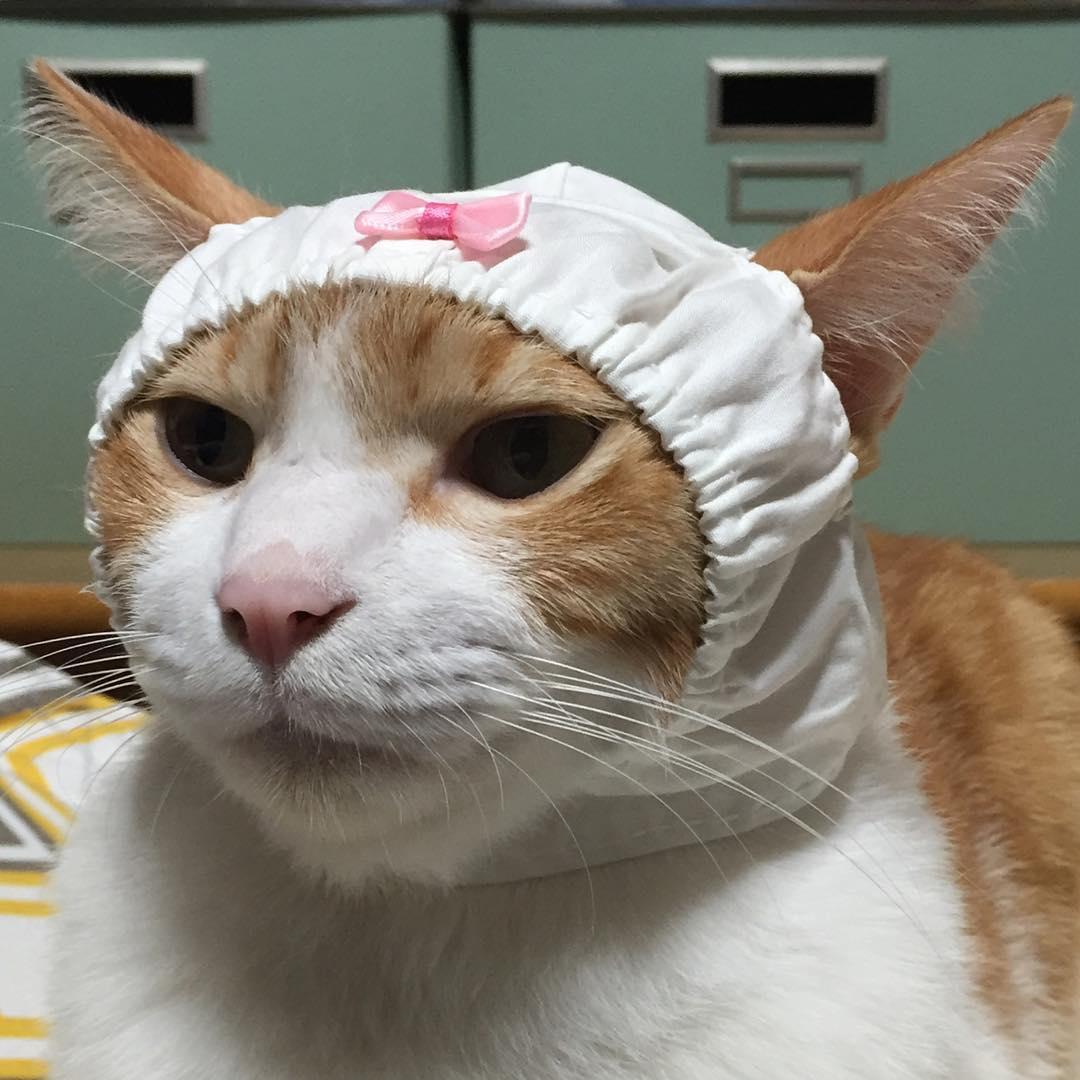 ネコ画像