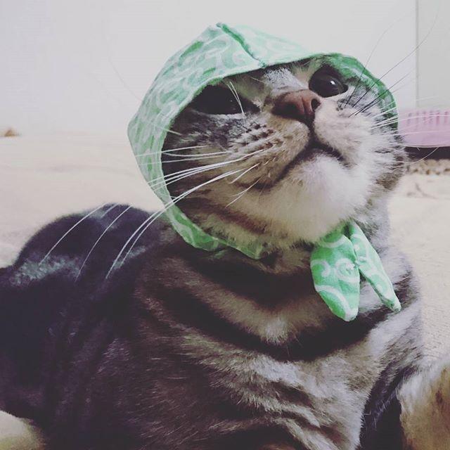 ネコ画像