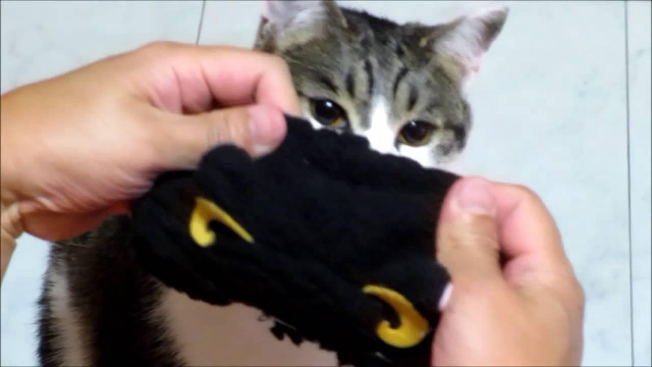 ネコ画像