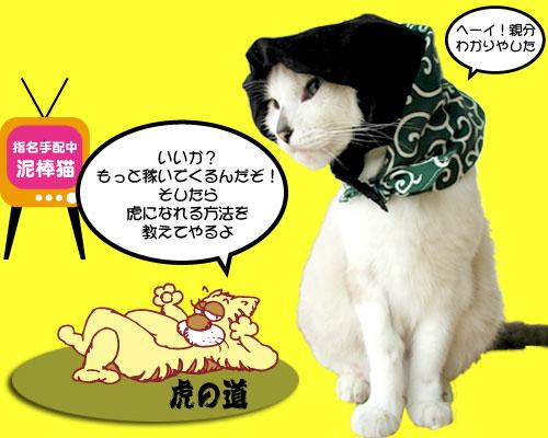 ネコ画像