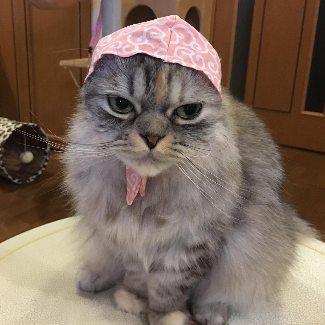 ネコ画像