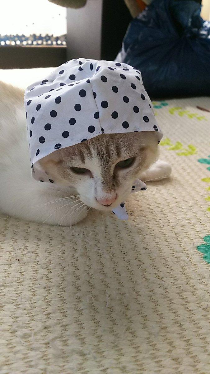 ネコ画像
