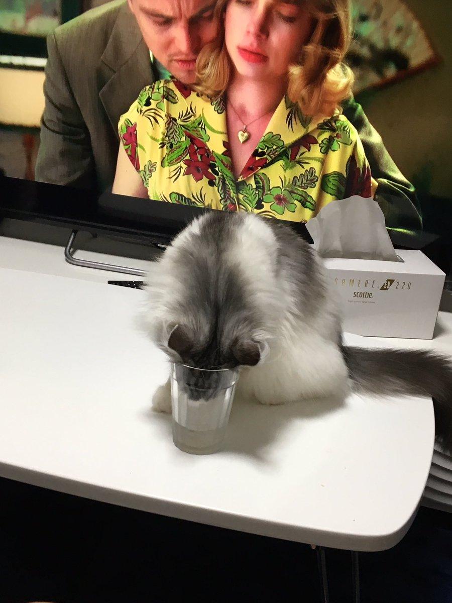 ネコ画像