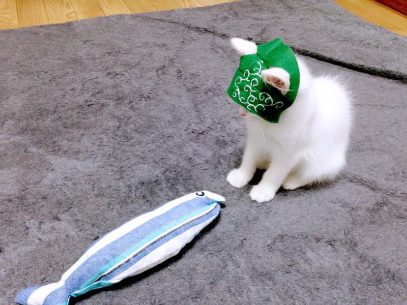 ネコ画像
