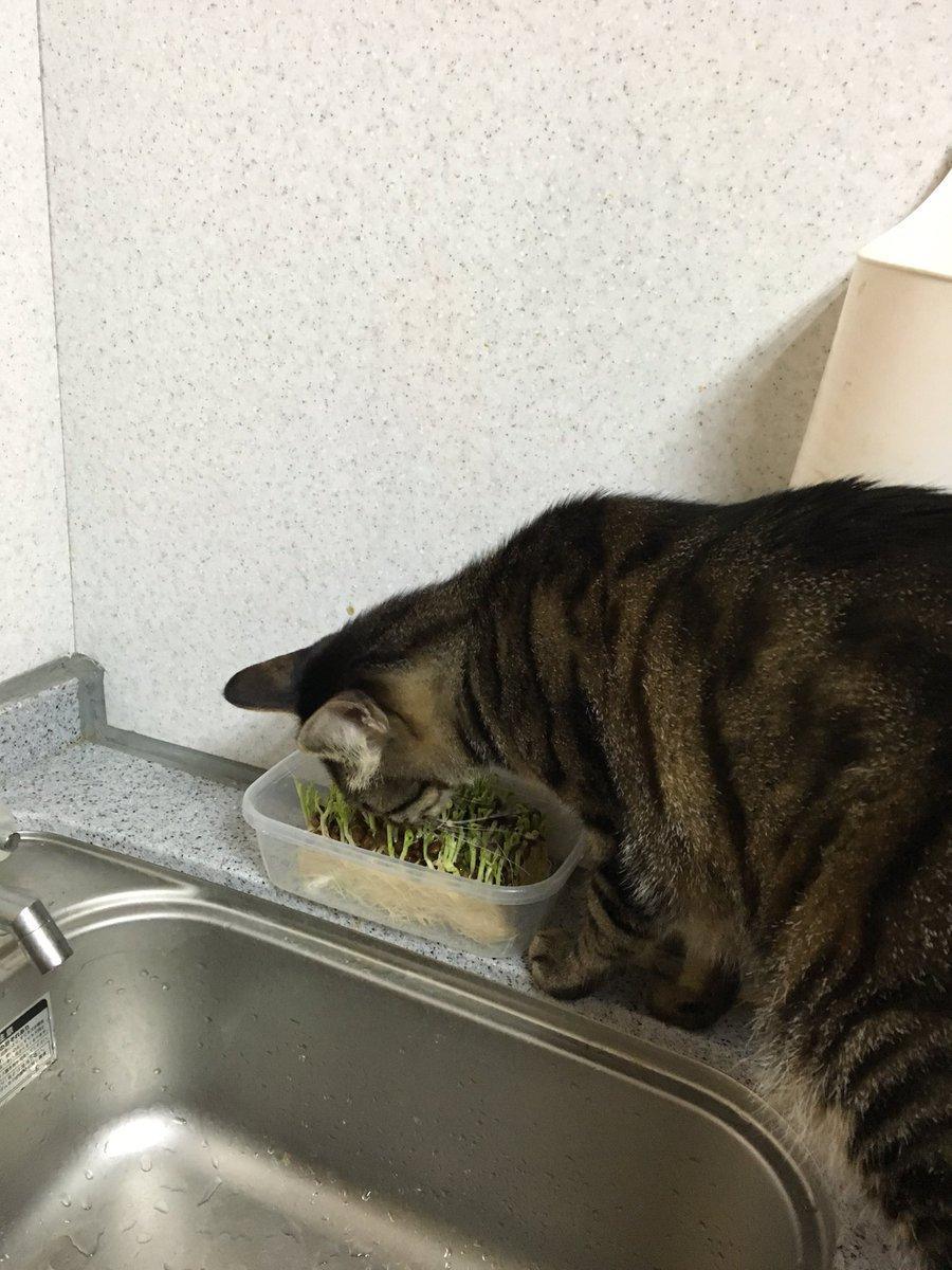 ネコ画像