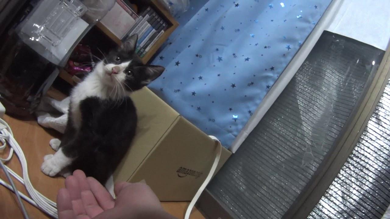 ネコ画像