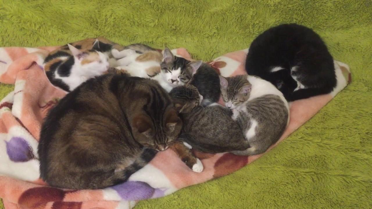 ネコ画像