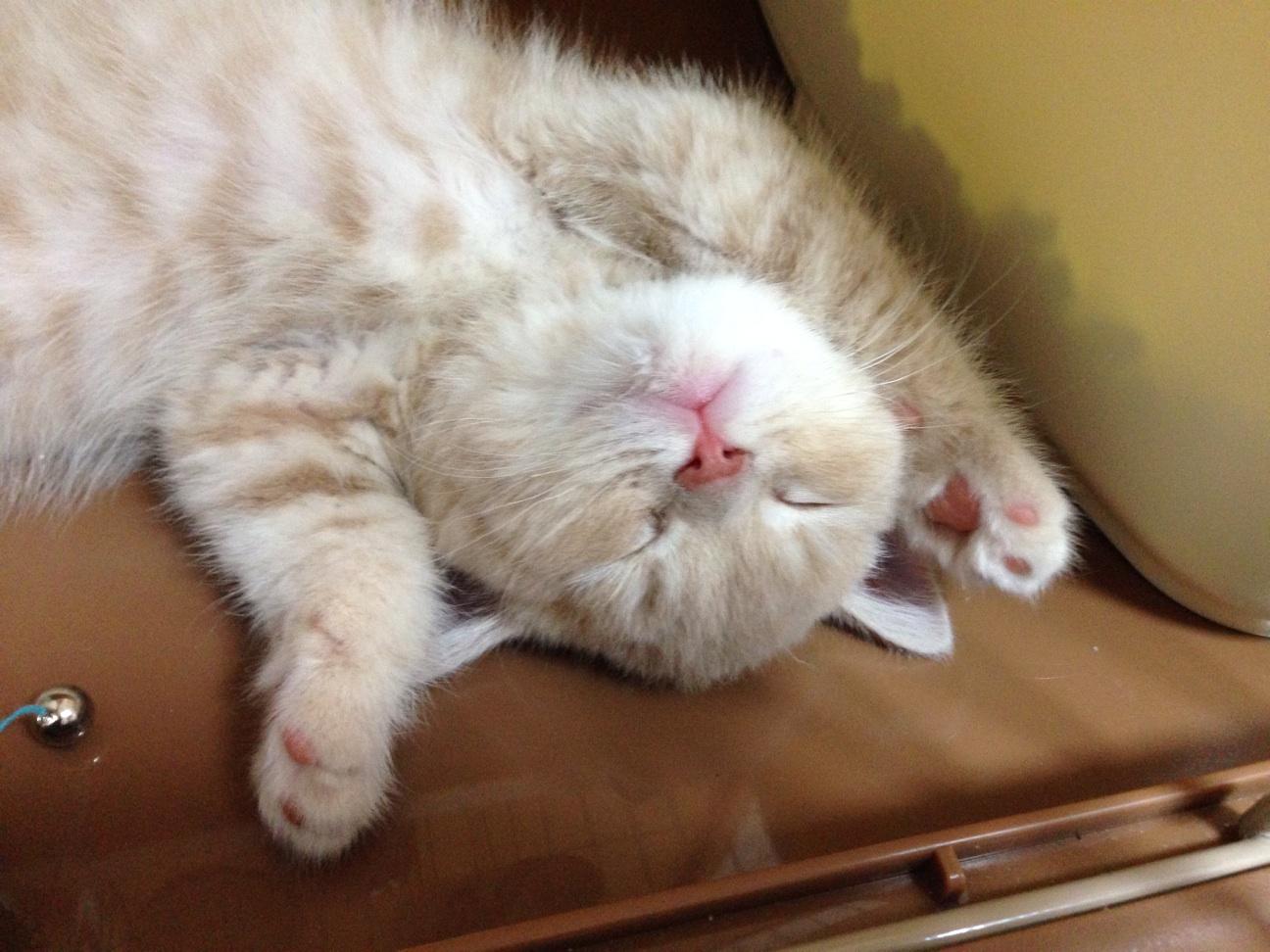 ネコ画像