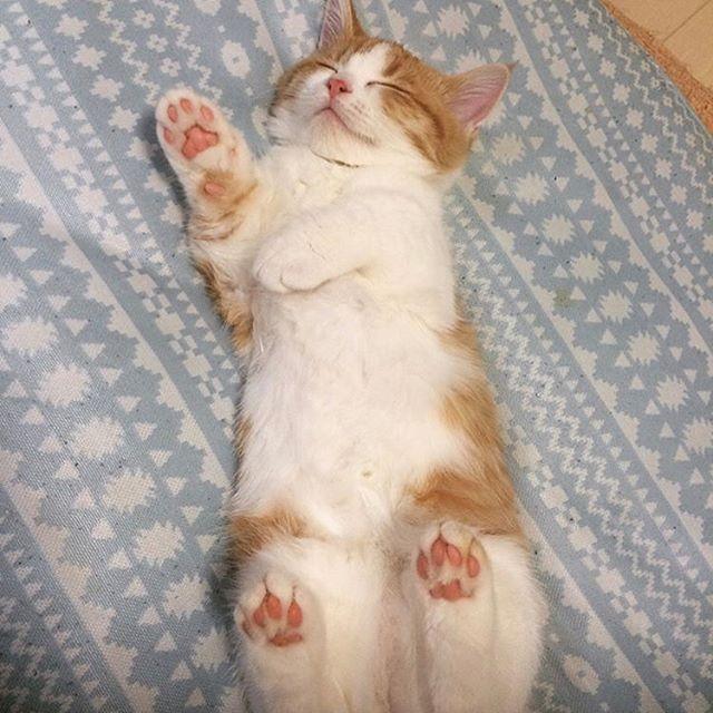 ネコ画像