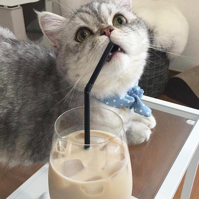 ネコ画像