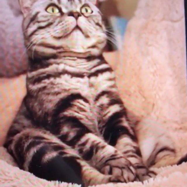 ネコ画像