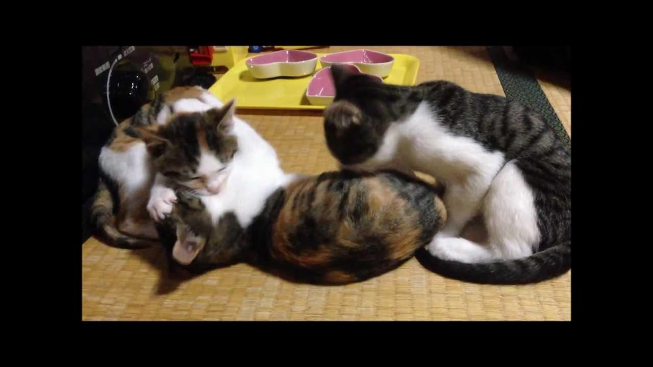 ネコ画像