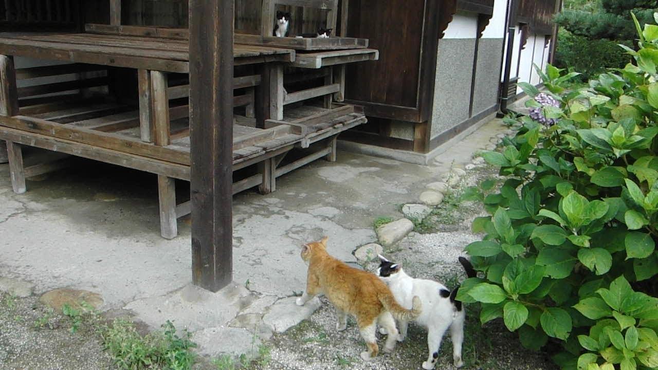 ネコ画像