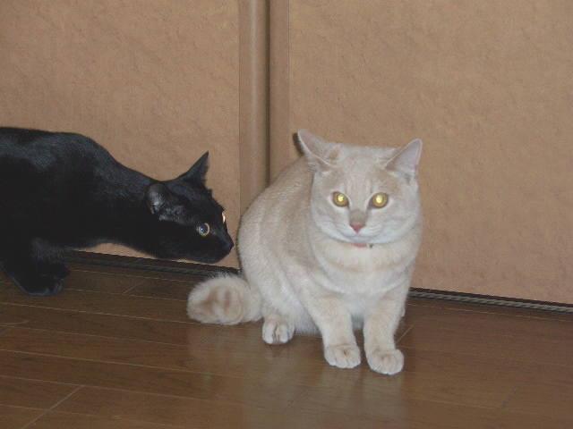 ネコ画像