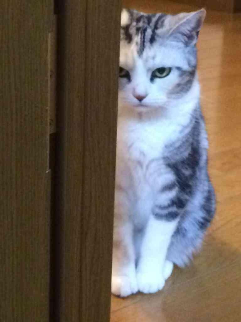 ネコ画像