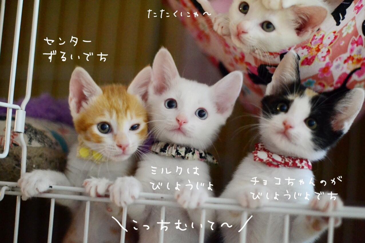 ネコ画像