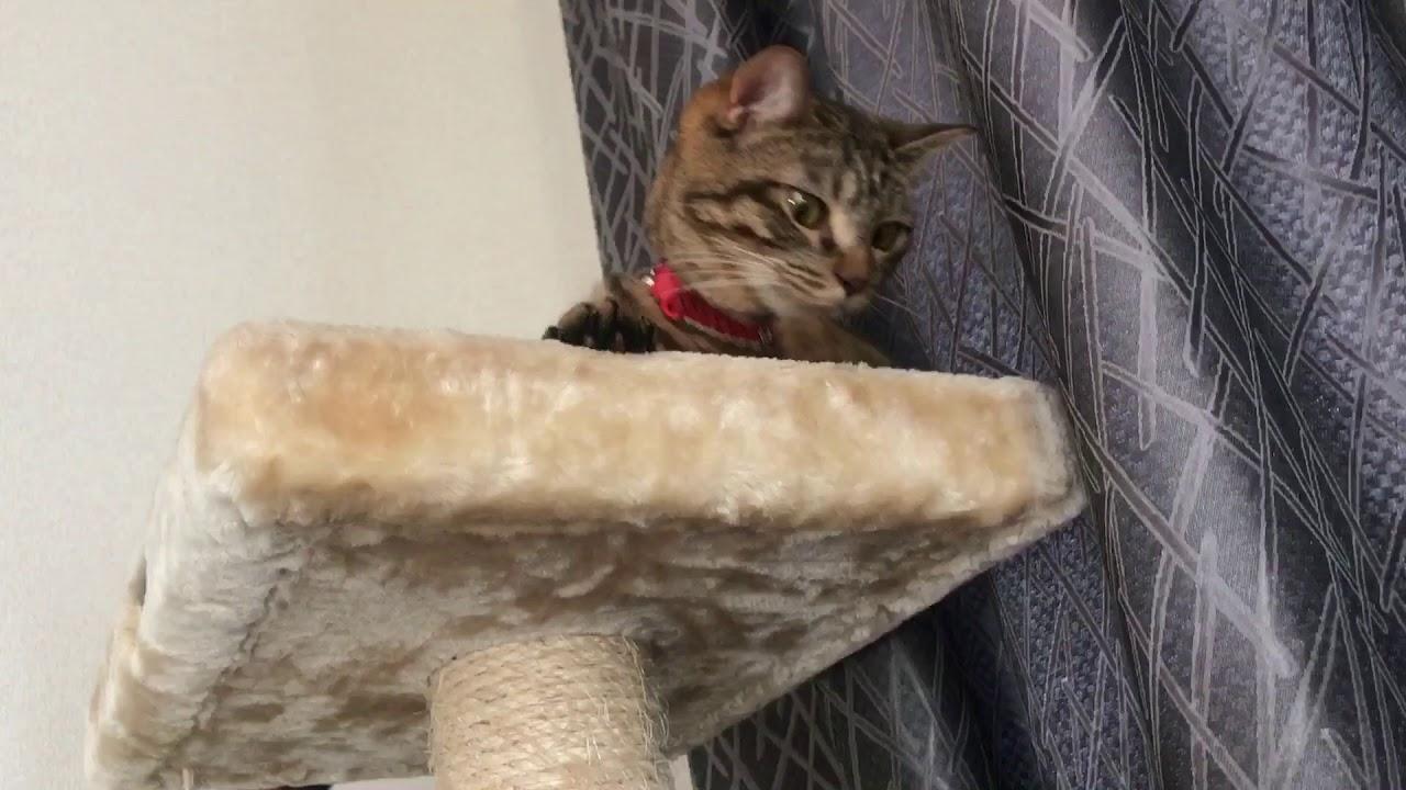 ネコ画像