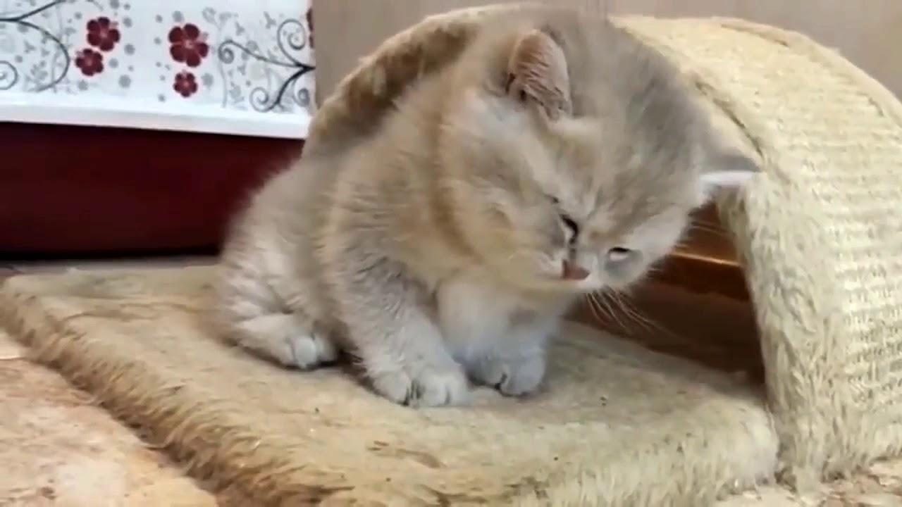 ネコ画像