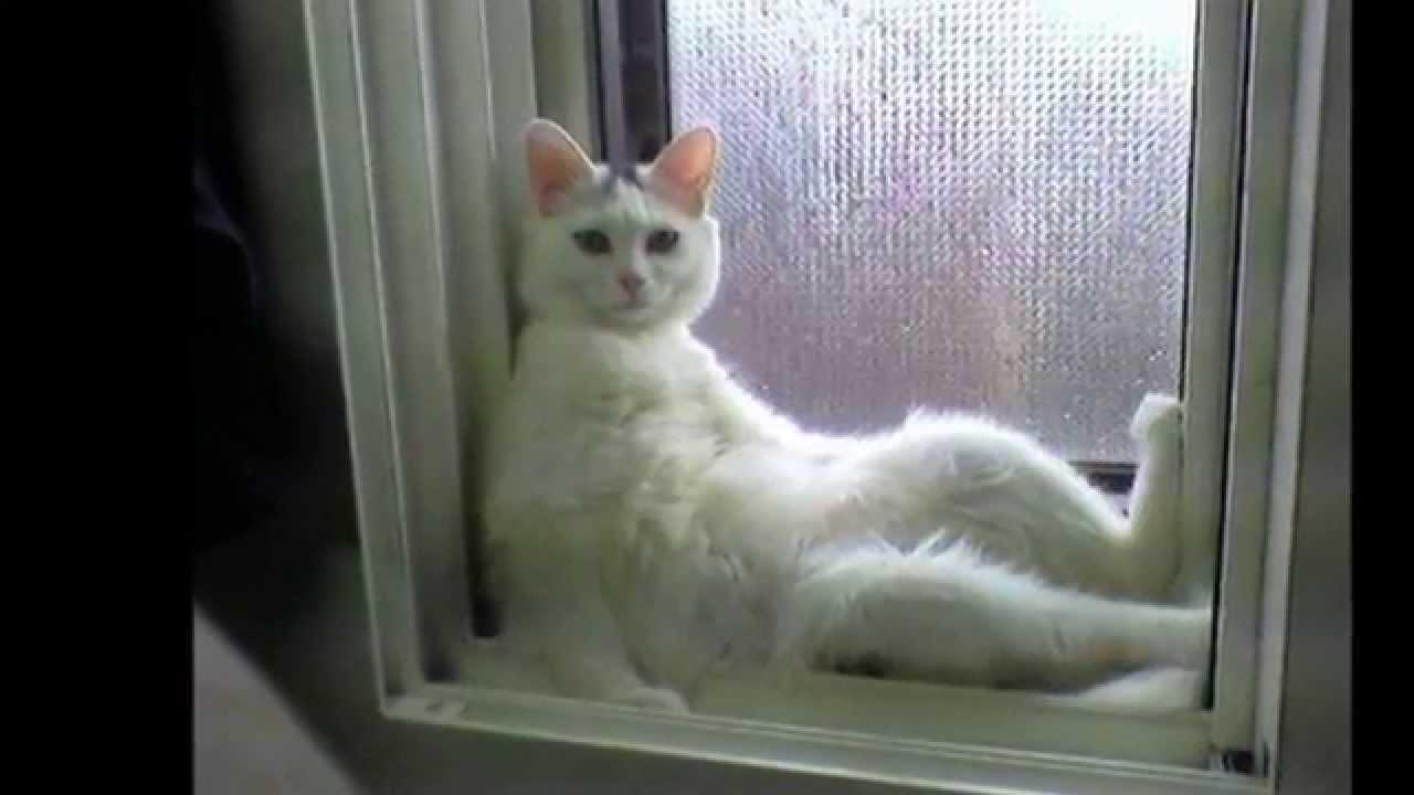 ネコ画像