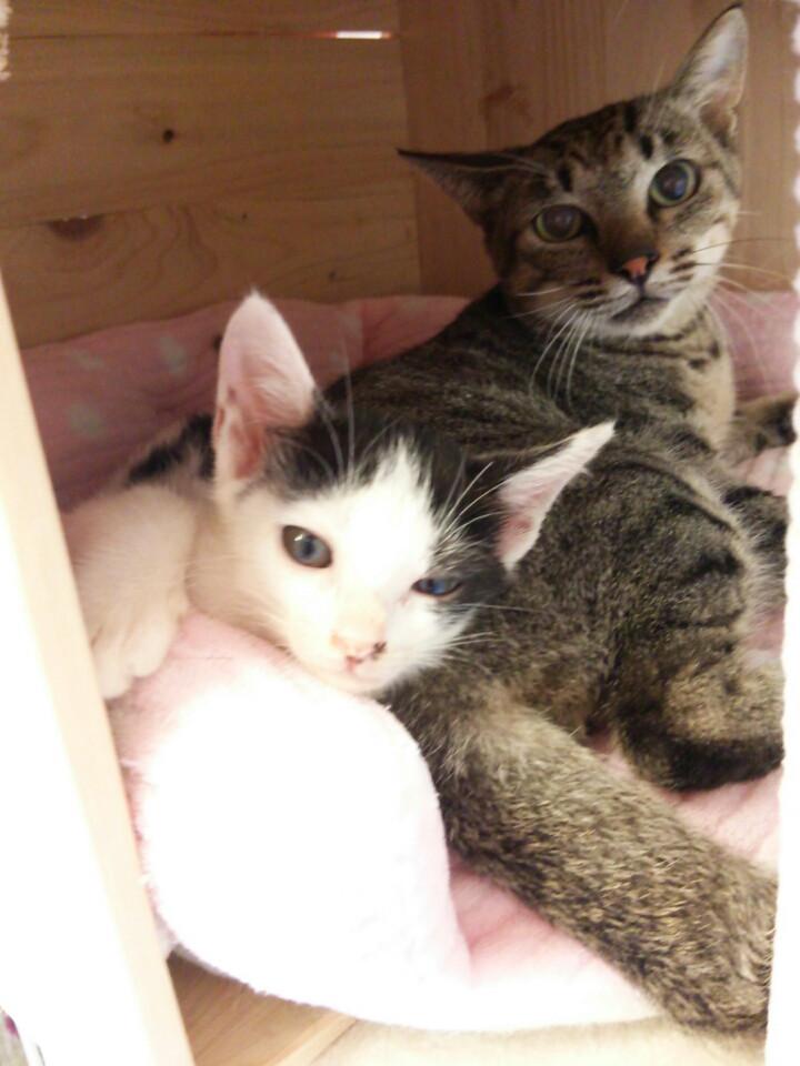 ネコ画像