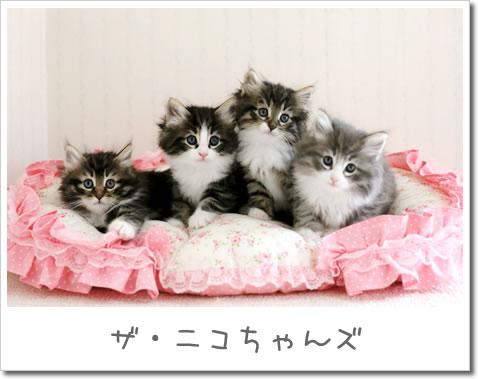 ネコ画像