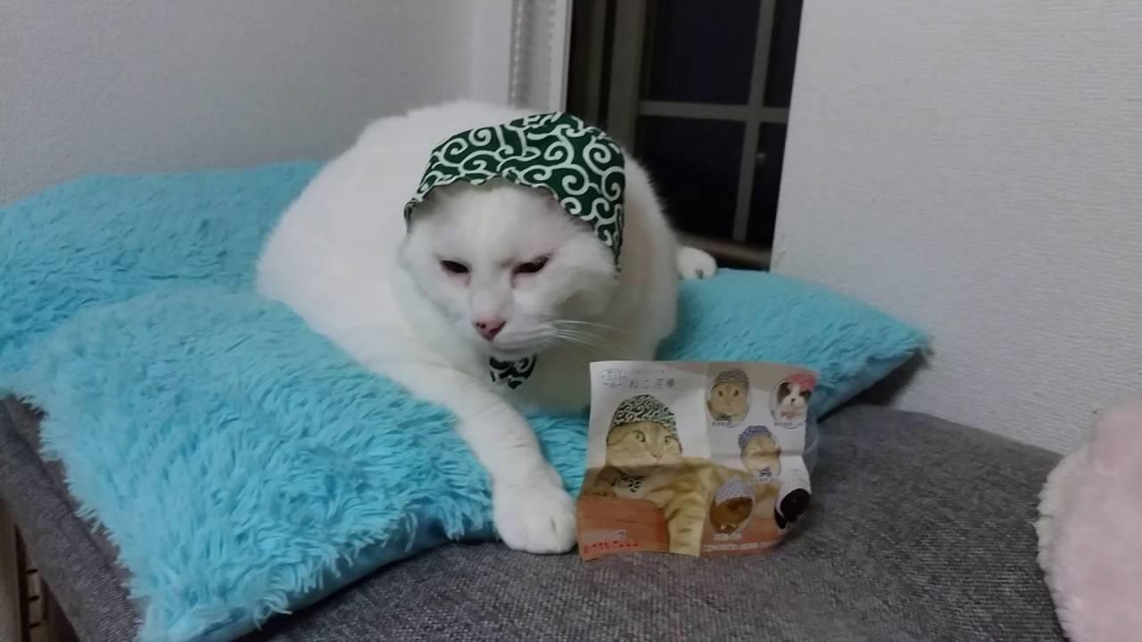 ネコ画像
