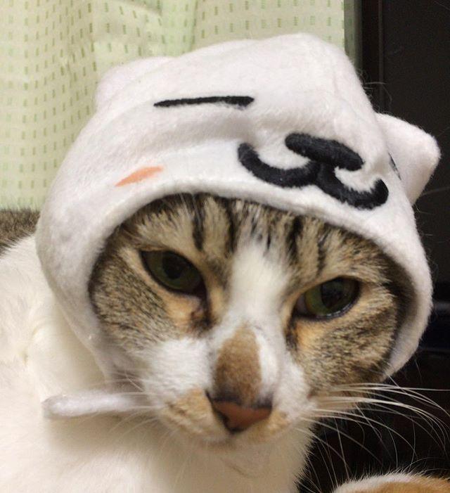 ネコ画像